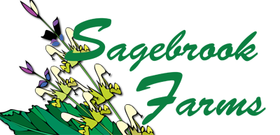 english riding lessons